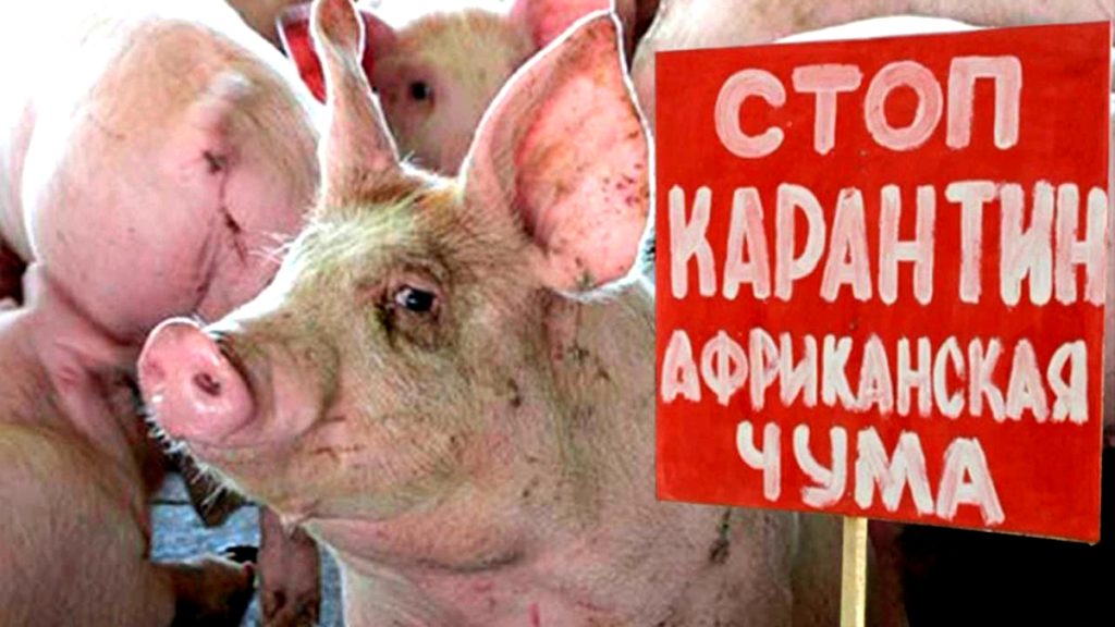 чума, карантин, африканская
